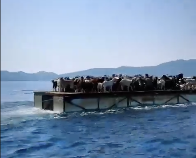 Turistlerin Yerini Keçiler Aldı: Marmaris’te Keçilerin Deniz Yolculuğu Başladı 3